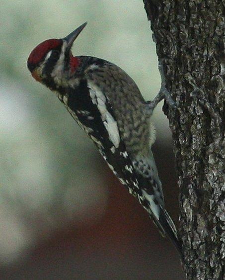Red-naped Sapsucker Photo by Andrew Core