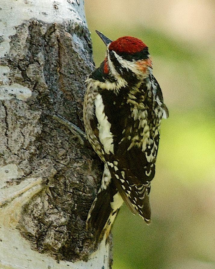 Red-naped Sapsucker Photo by Gerald Hoekstra