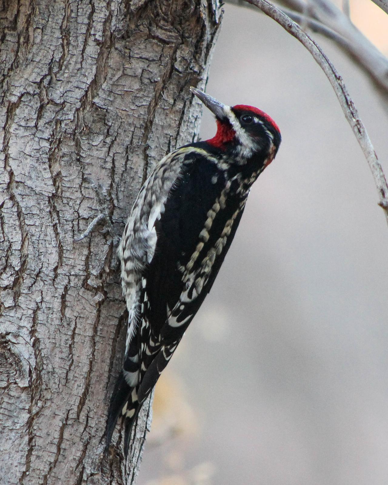 Red-naped Sapsucker Photo by Roy Morris