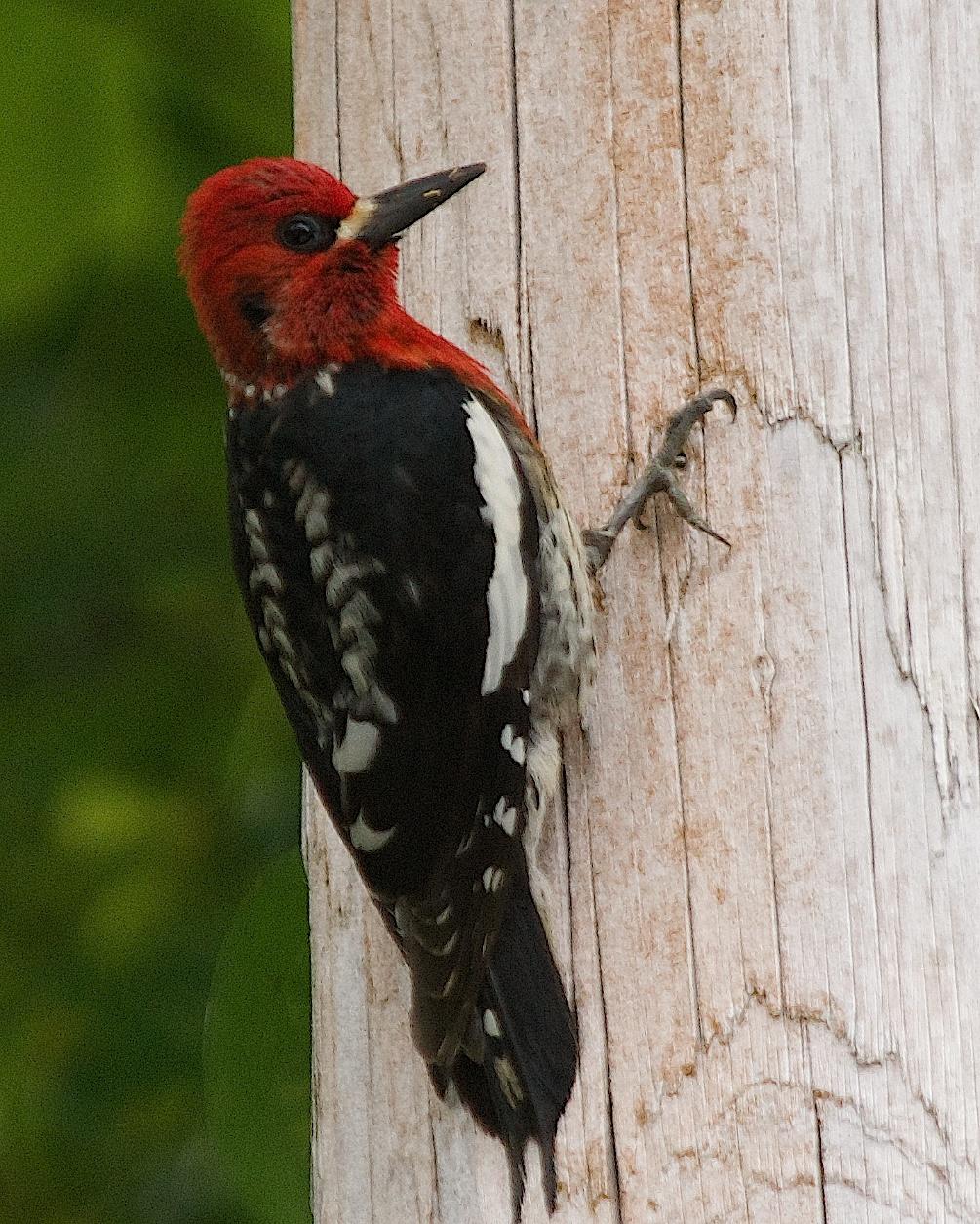 Red-breasted Sapsucker Photo by Gerald Hoekstra