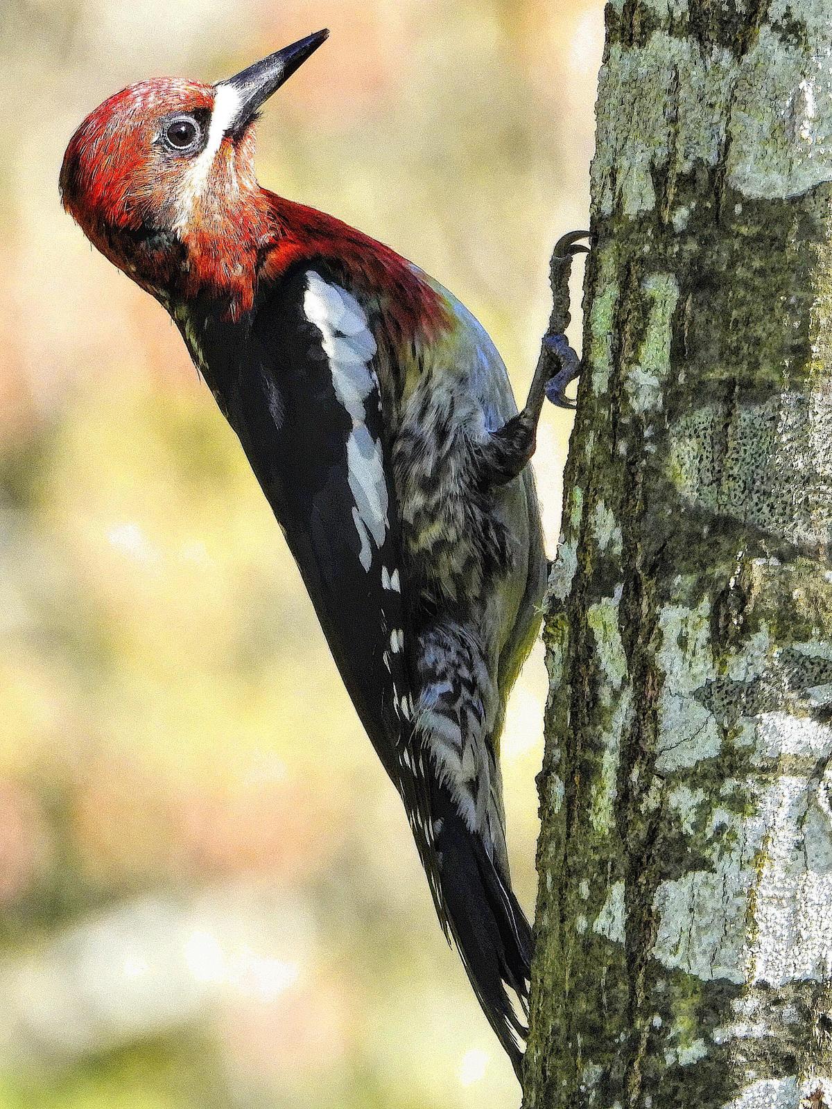 Red-breasted Sapsucker Photo by Dan Tallman