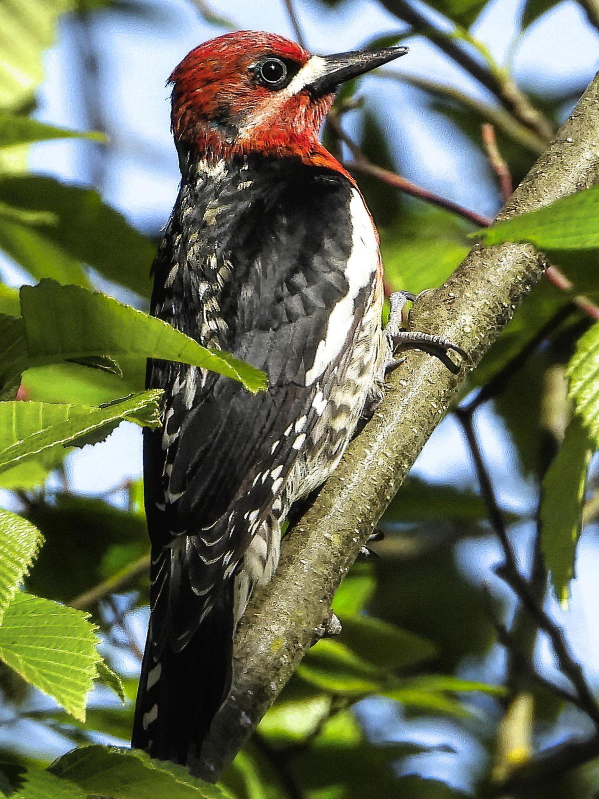 Red-breasted Sapsucker Photo by Dan Tallman