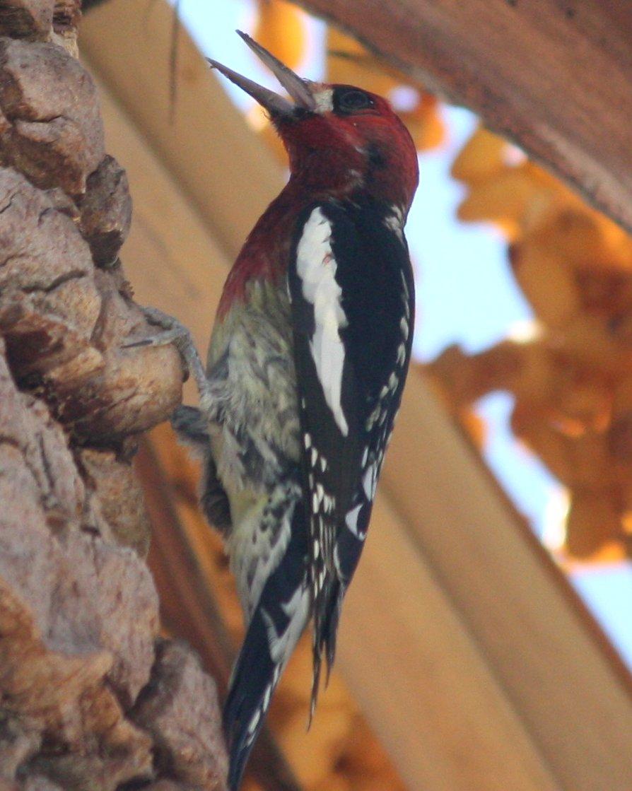 Red-breasted Sapsucker Photo by Andrew Core