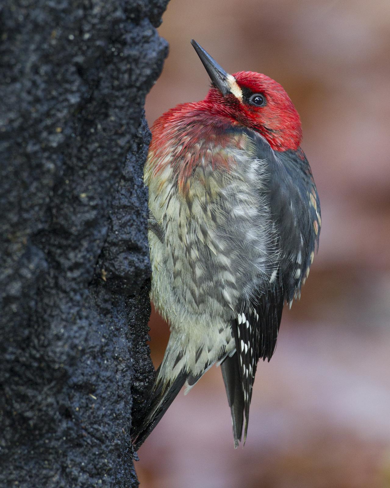 Red-breasted Sapsucker Photo by Jeff Moore