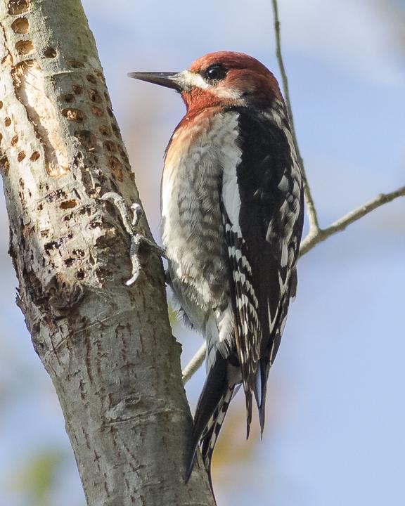 Red-breasted Sapsucker Photo by Anthony Gliozzo