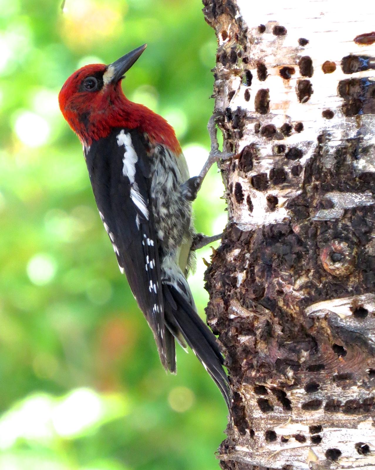 Red-breasted Sapsucker Photo by Robin Barker