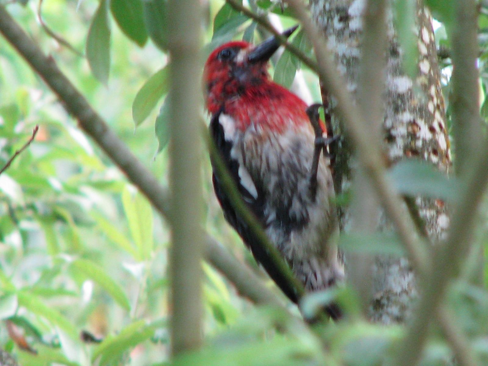 Red-breasted Sapsucker Photo by Ted Goshulak