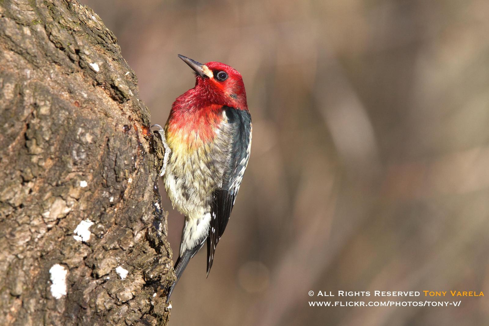 Red-breasted Sapsucker Photo by Tony Varela