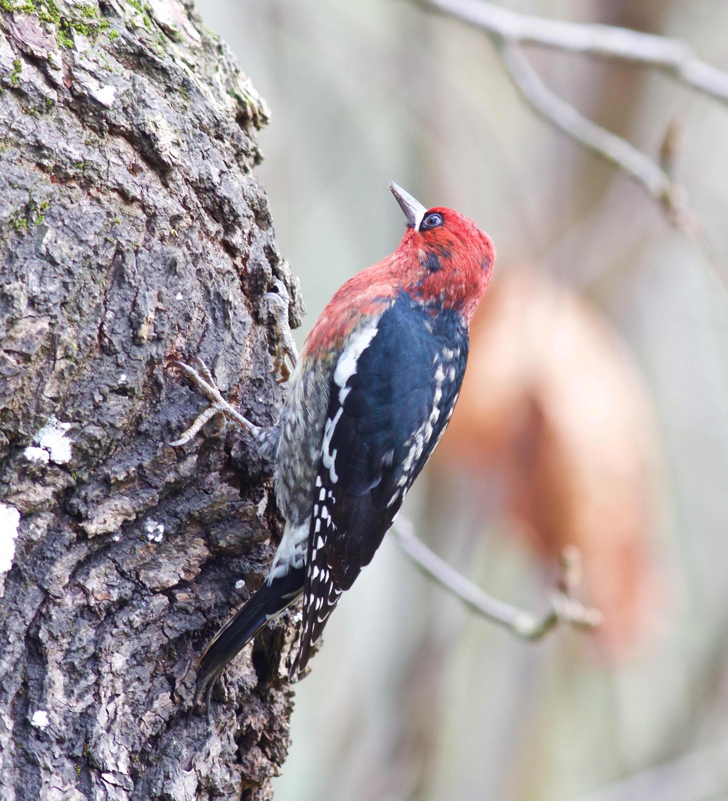 Red-breasted Sapsucker Photo by Kathryn Keith