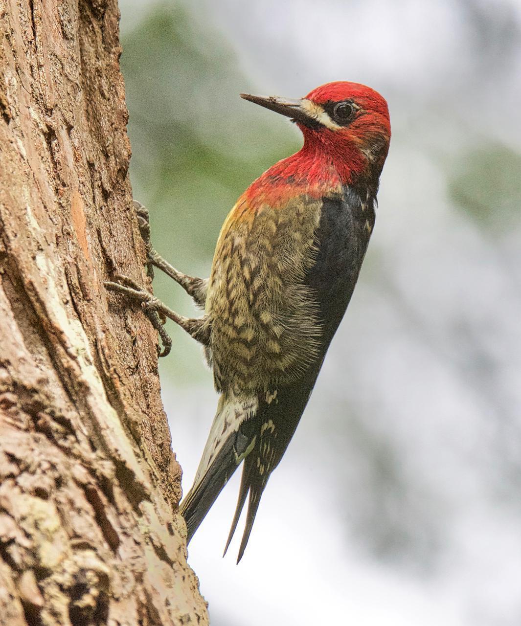 Red-breasted Sapsucker Photo by Brian Avent