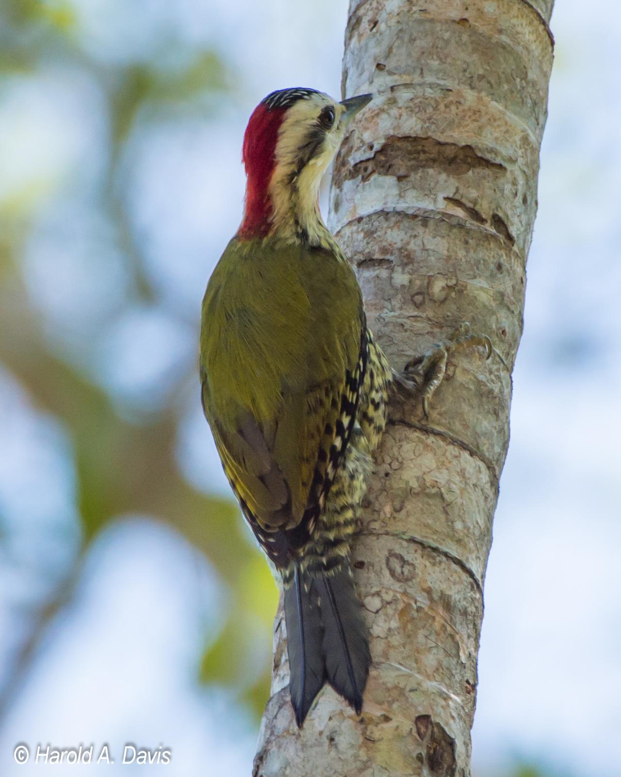 Cuban Green Woodpecker Photo by Harold Davis