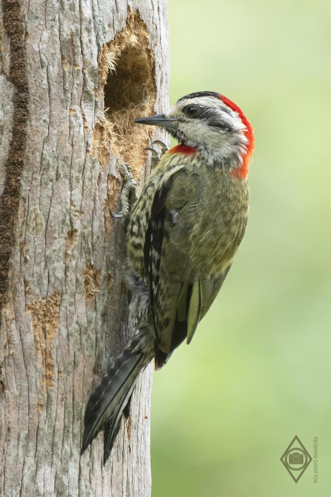 Cuban Green Woodpecker Photo by Rolando Barrera