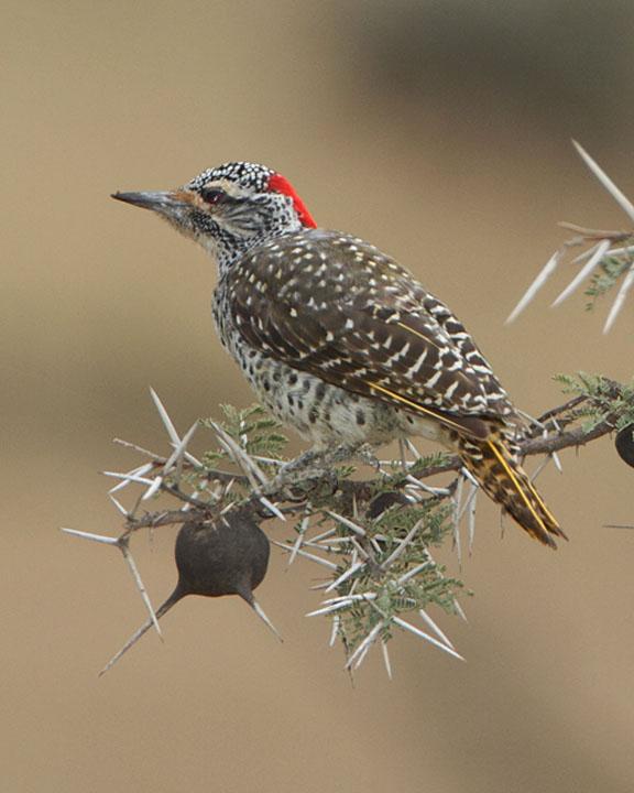 Nubian Woodpecker Photo by Jack Jeffrey
