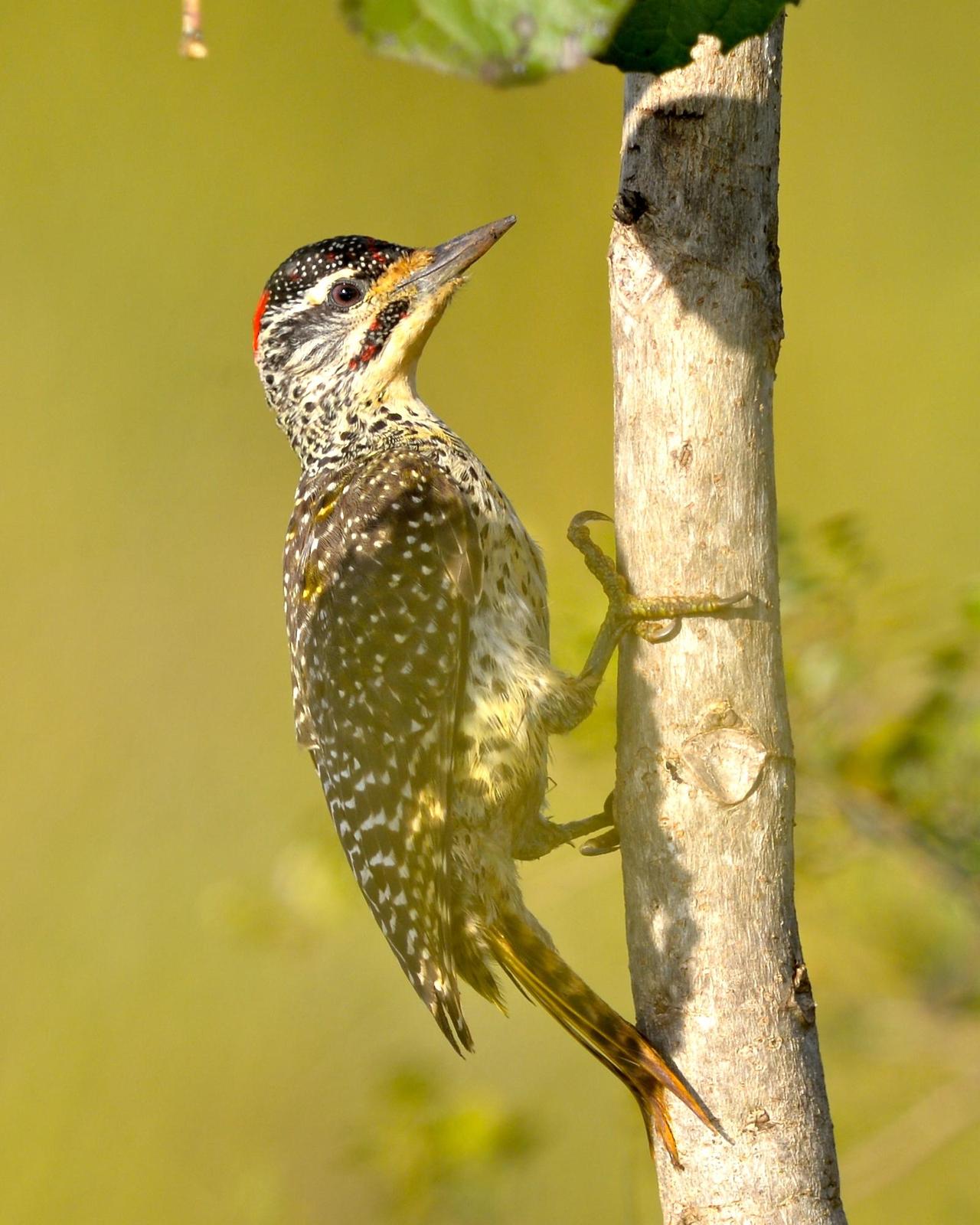 Nubian Woodpecker Photo by Gerald Friesen