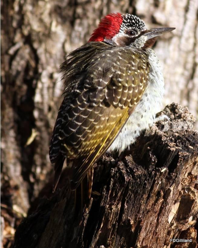 Bennett's Woodpecker Photo by Frank Gilliland