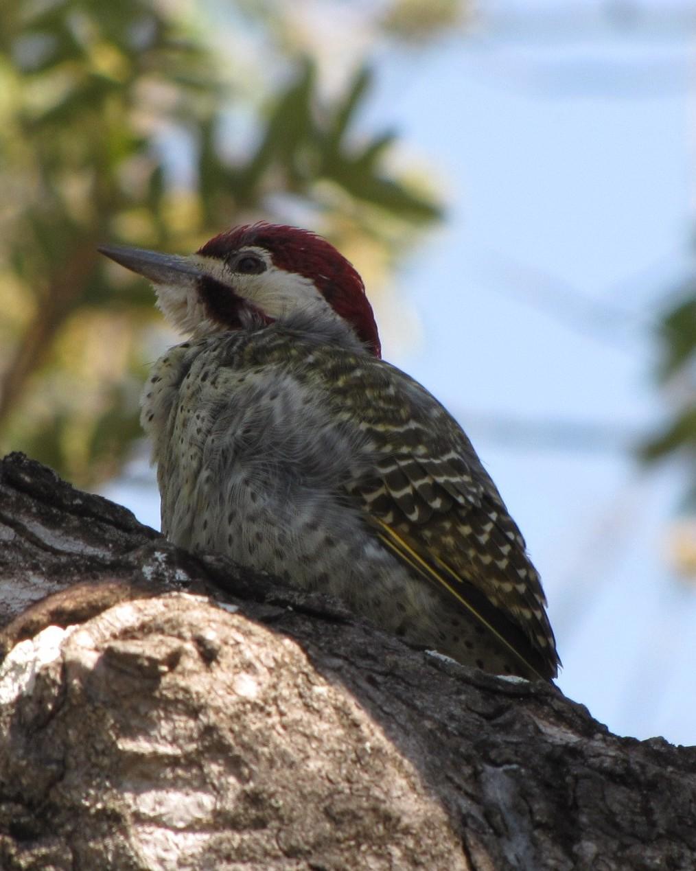 Bennett's Woodpecker Photo by Richard  Lowe