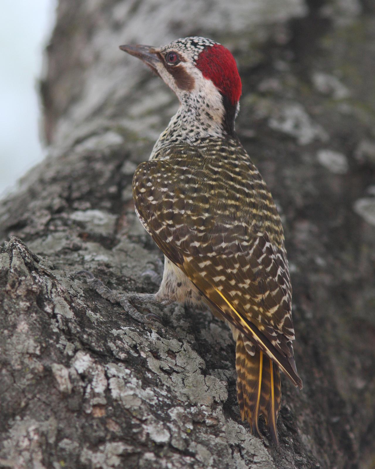 Bennett's Woodpecker Photo by Henk Baptist