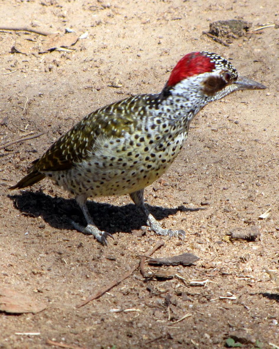 Bennett's Woodpecker Photo by Richard  Lowe