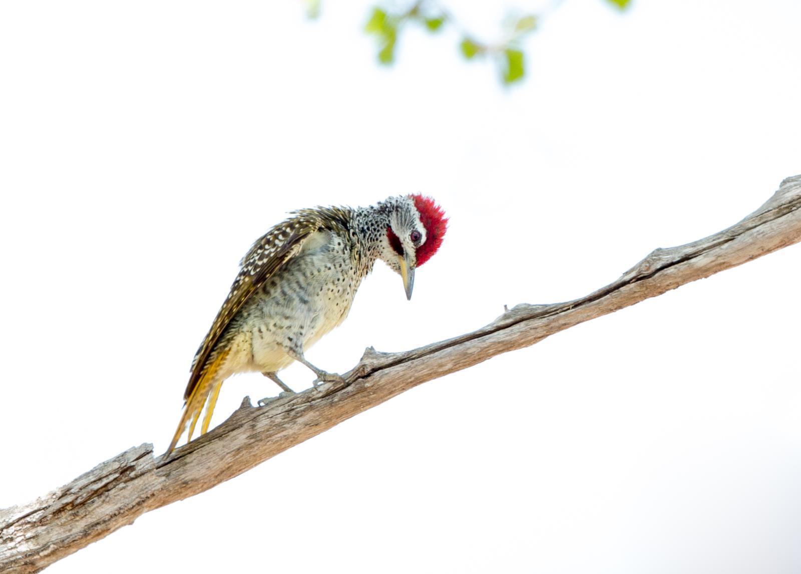 Reichenow's Woodpecker Photo by Rhys Marsh