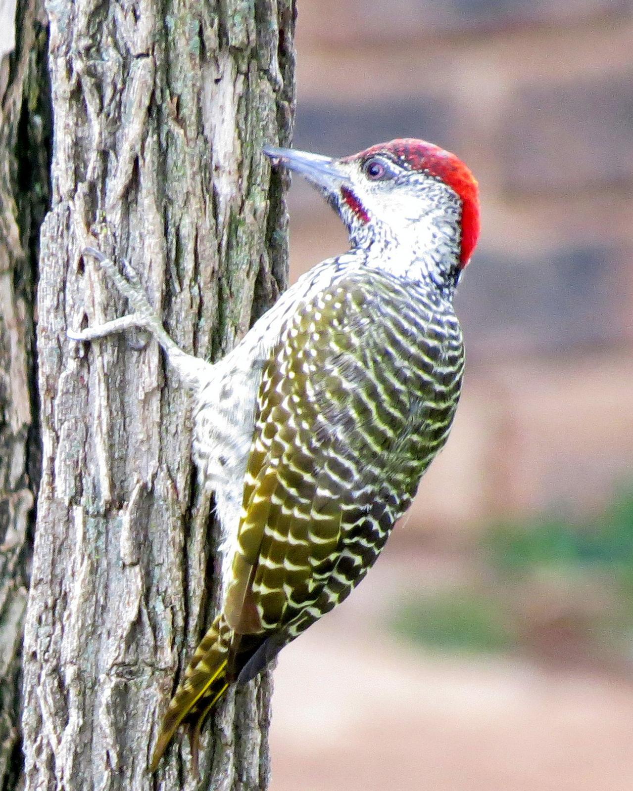 Golden-tailed Woodpecker Photo by Richard  Lowe