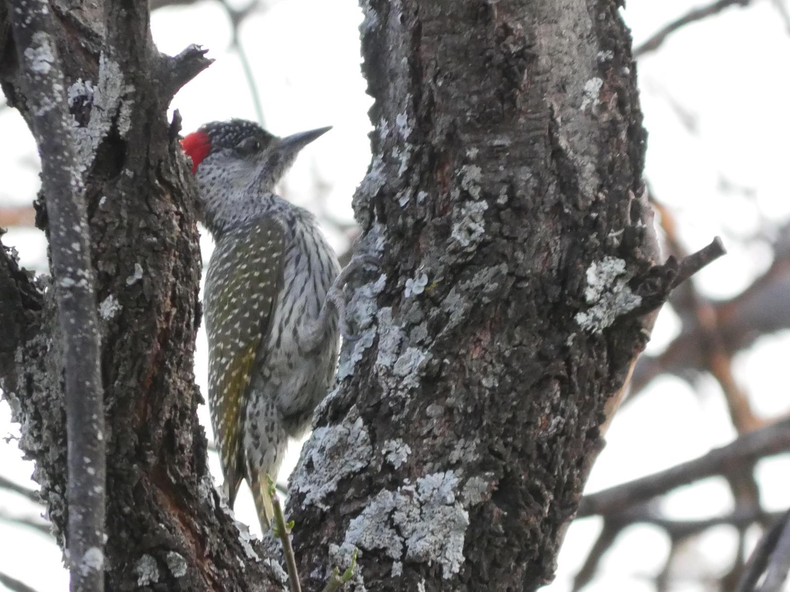 Golden-tailed Woodpecker Photo by Peter Lowe