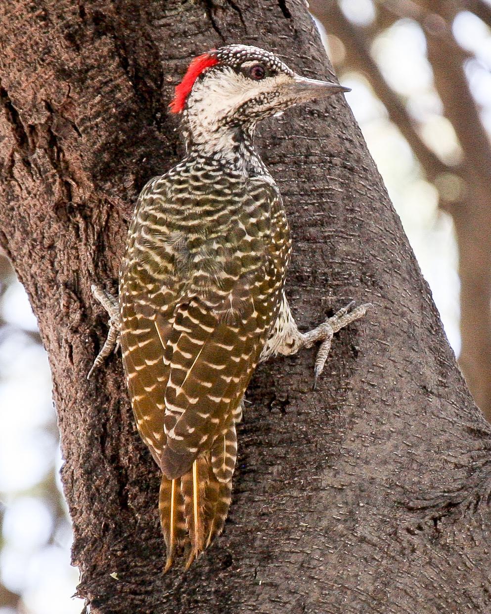 Golden-tailed Woodpecker Photo by Robert Lewis