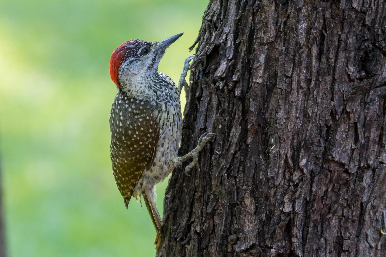 Golden-tailed Woodpecker Photo by Gerald Hoekstra