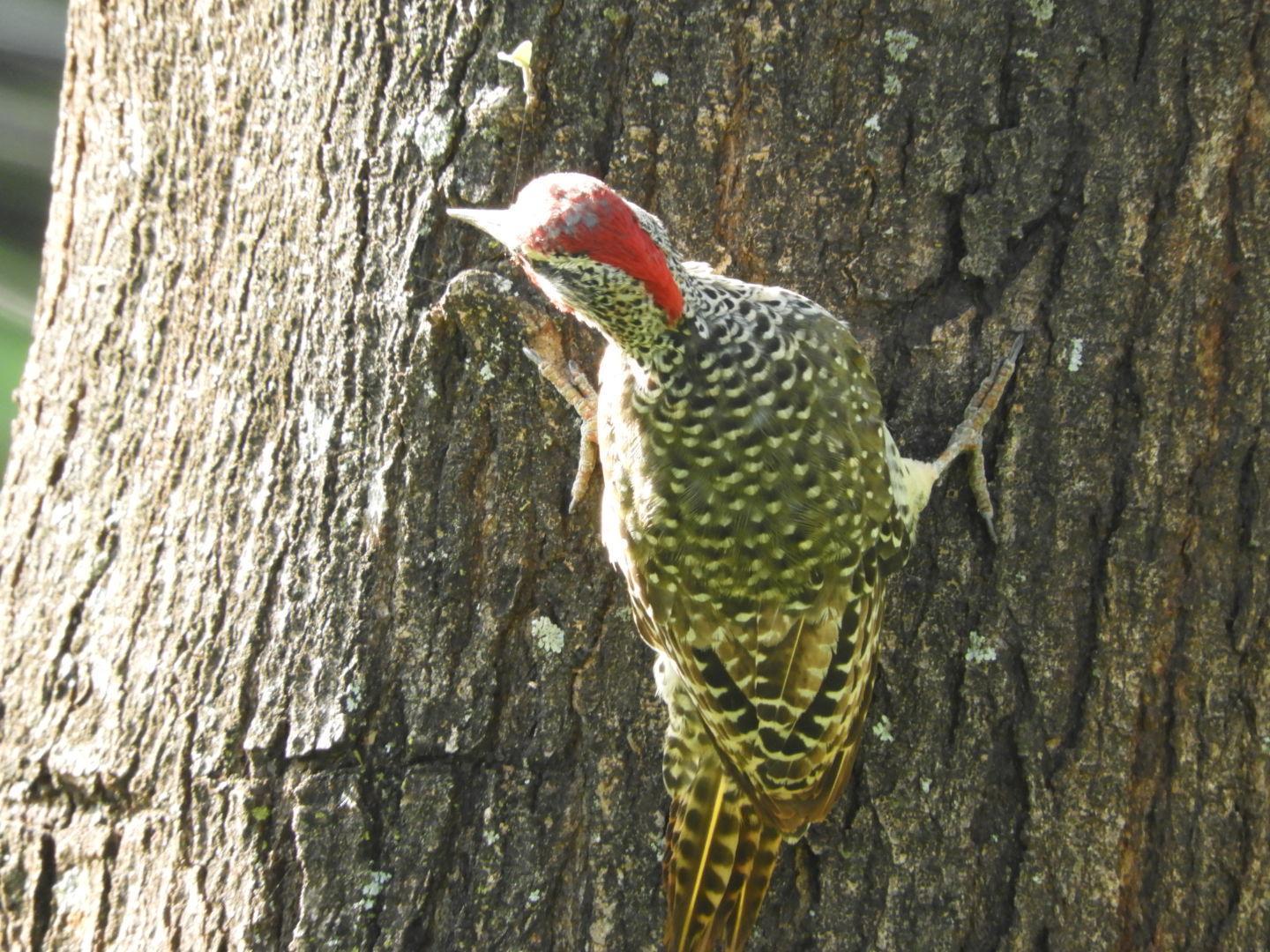 Green-backed Woodpecker Photo by Timothy Ijala