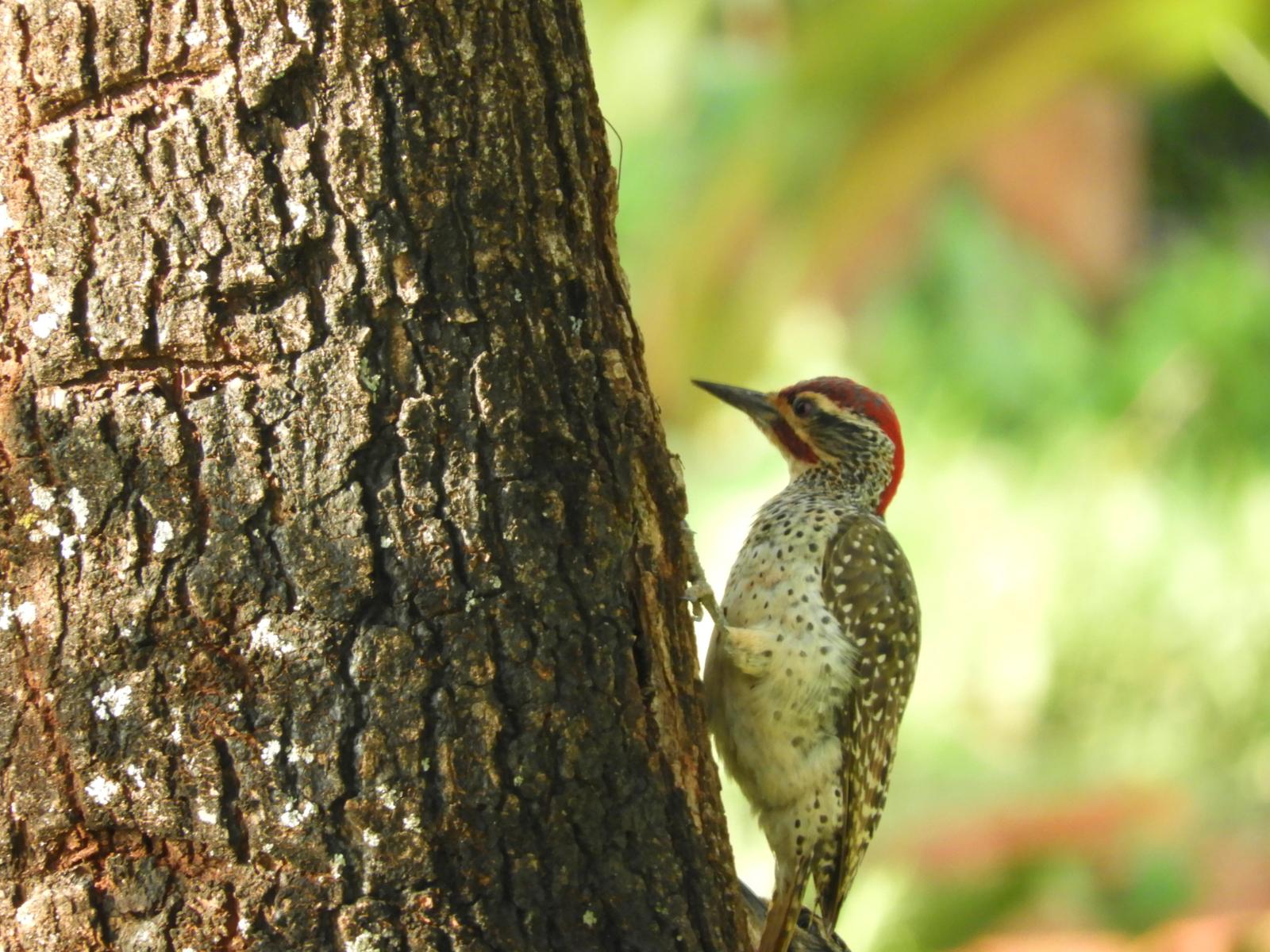 Green-backed Woodpecker Photo by Timothy Ijala