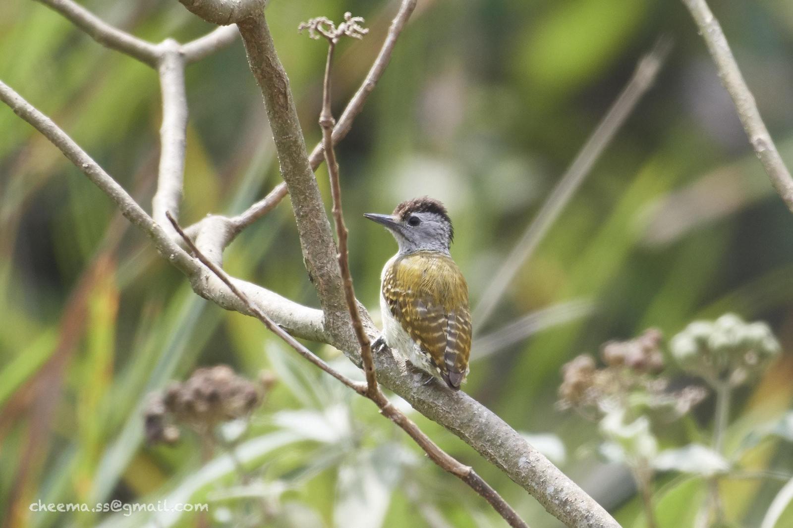 Speckle-breasted Woodpecker Photo by Simepreet Cheema