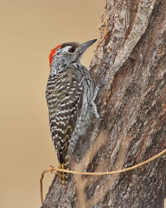Cardinal Woodpecker Photo by Jack Jeffrey