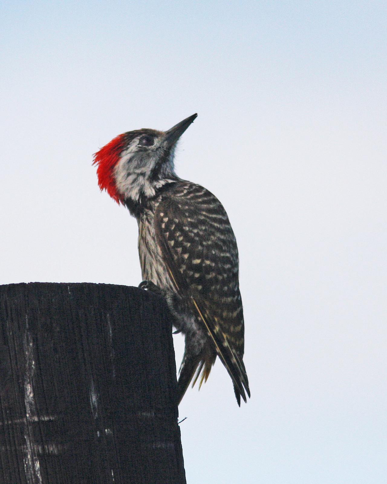 Cardinal Woodpecker Photo by Henk Baptist