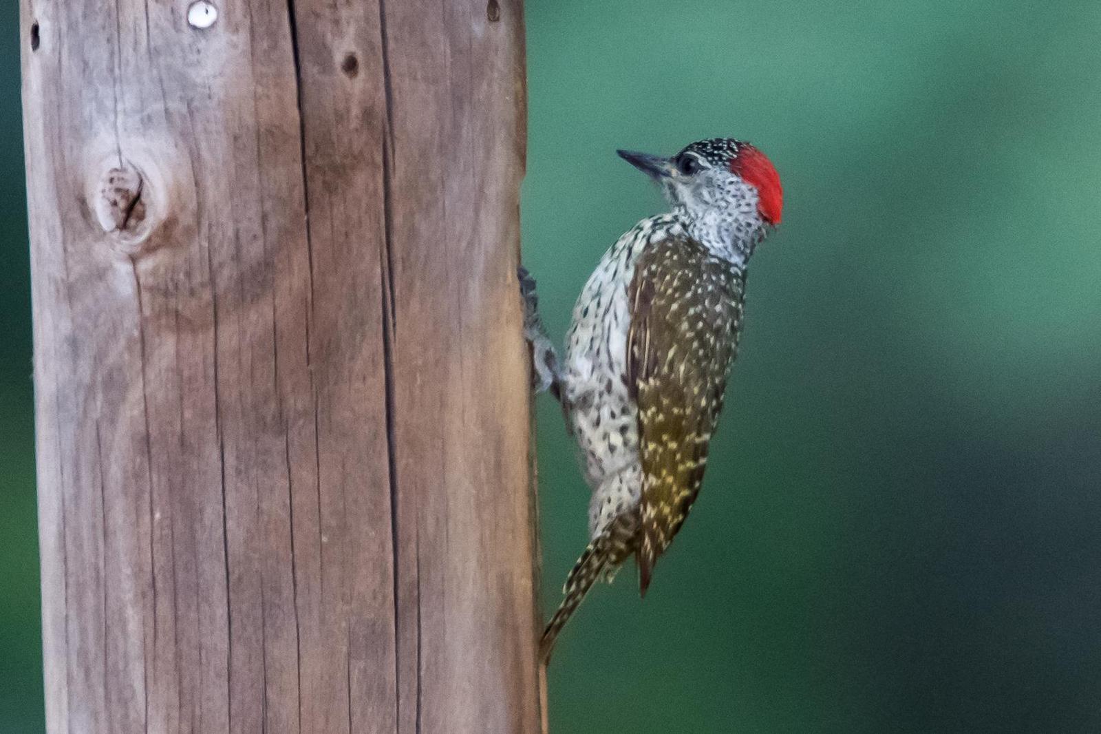 Cardinal Woodpecker Photo by Gerald Hoekstra