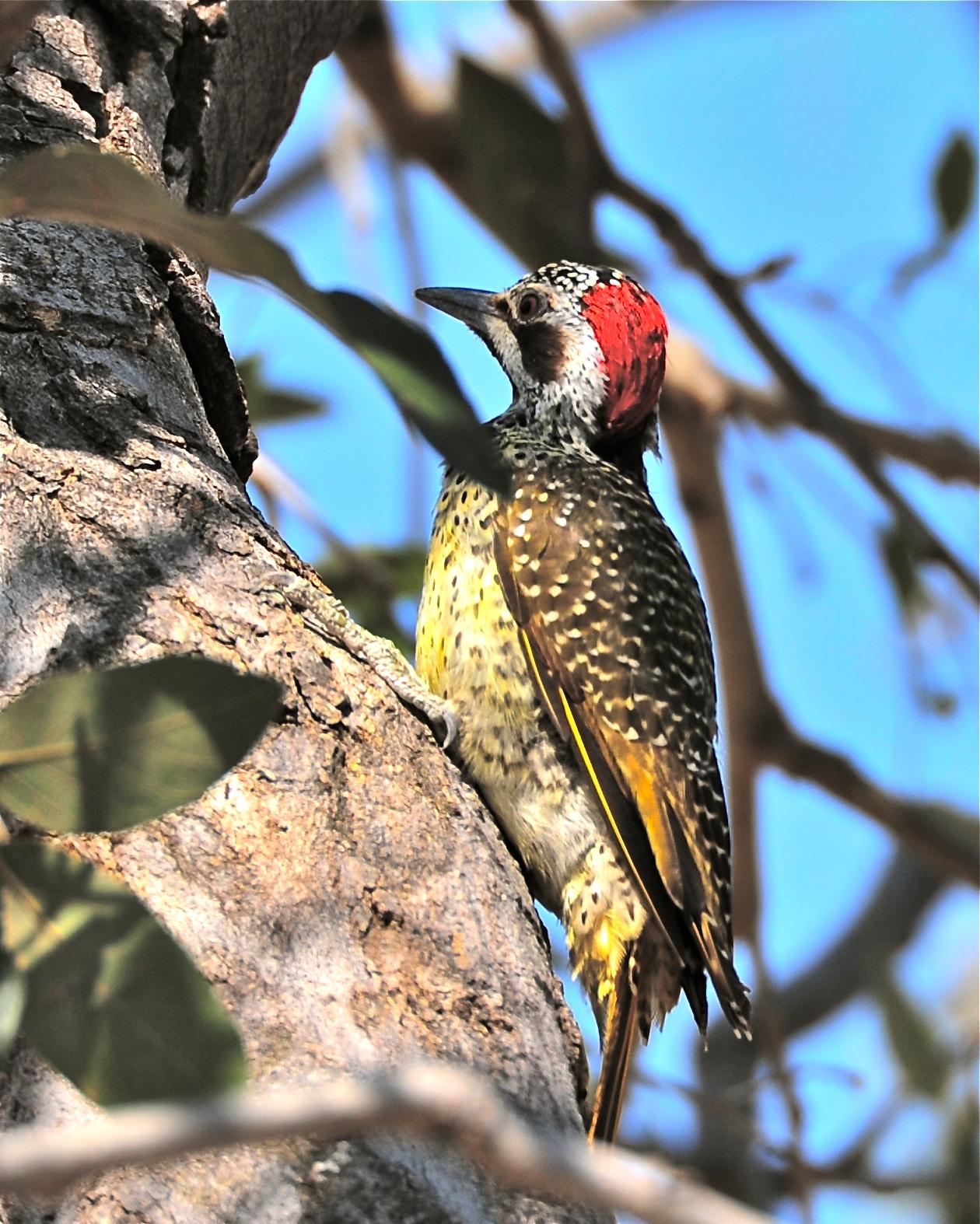 Bearded Woodpecker Photo by Gerald Friesen