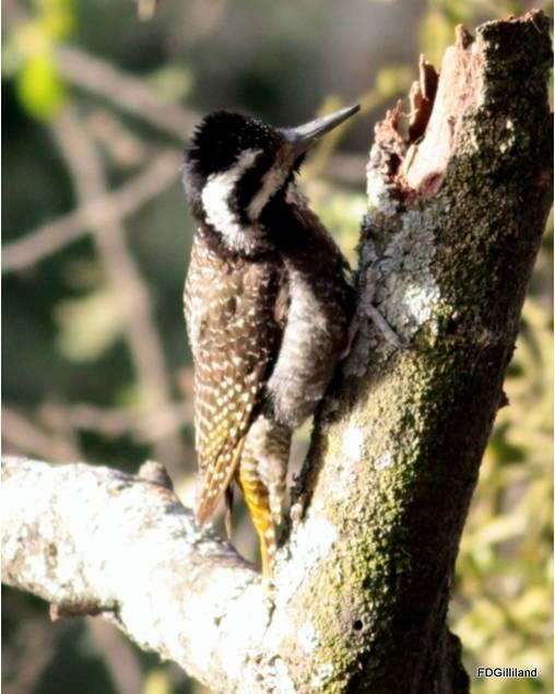 Bearded Woodpecker Photo by Frank Gilliland