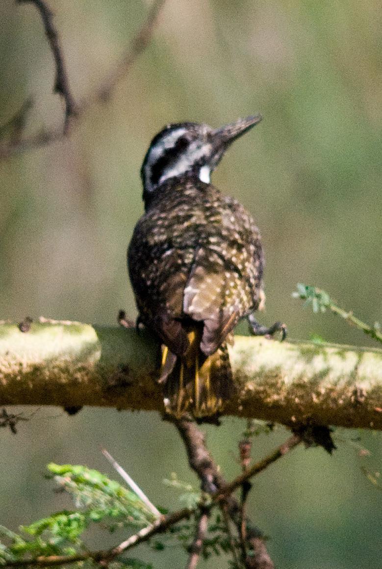 Bearded Woodpecker Photo by Carol Foil