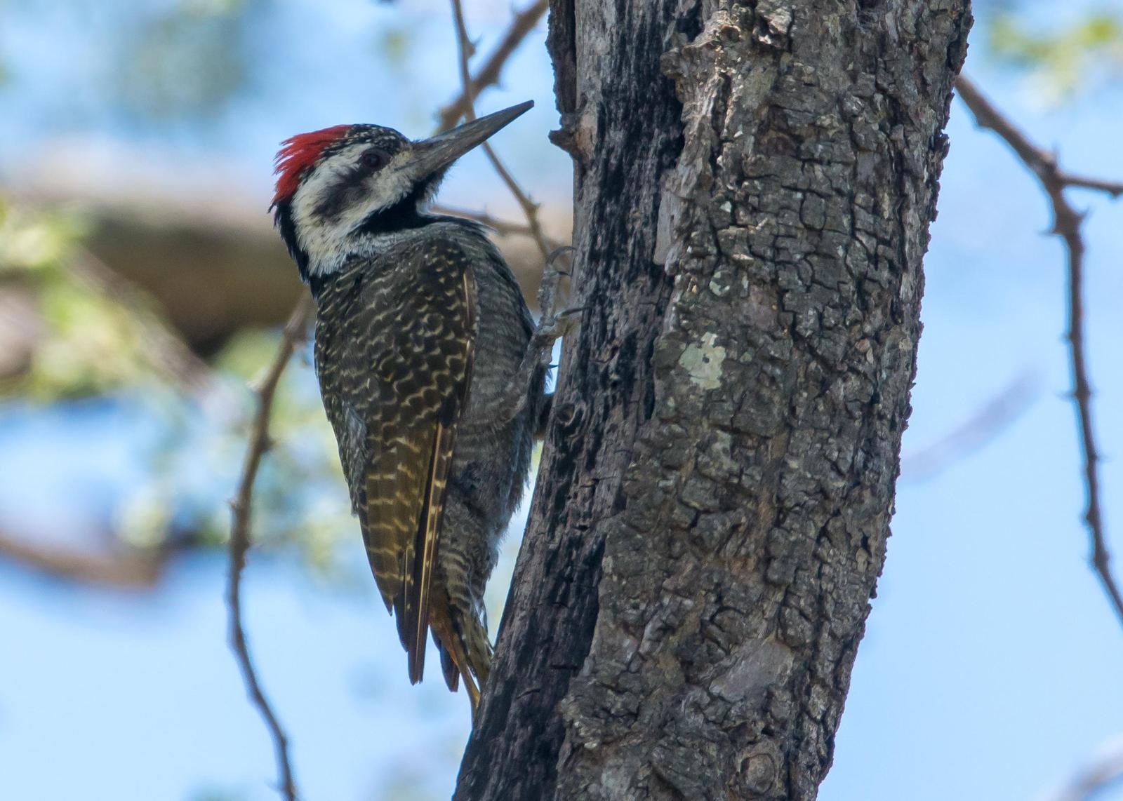 Bearded Woodpecker Photo by Gerald Hoekstra
