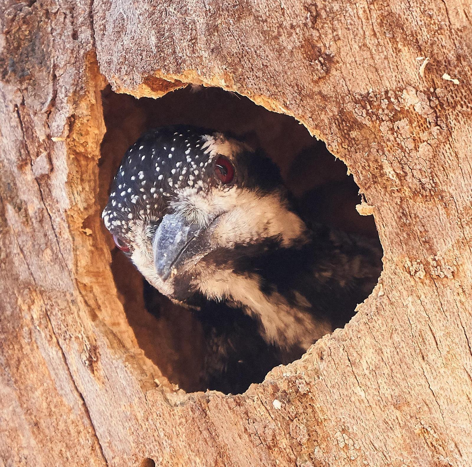 Bearded Woodpecker Photo by Steven Cheong