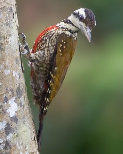 Fire-bellied Woodpecker Photo by Mike Barth