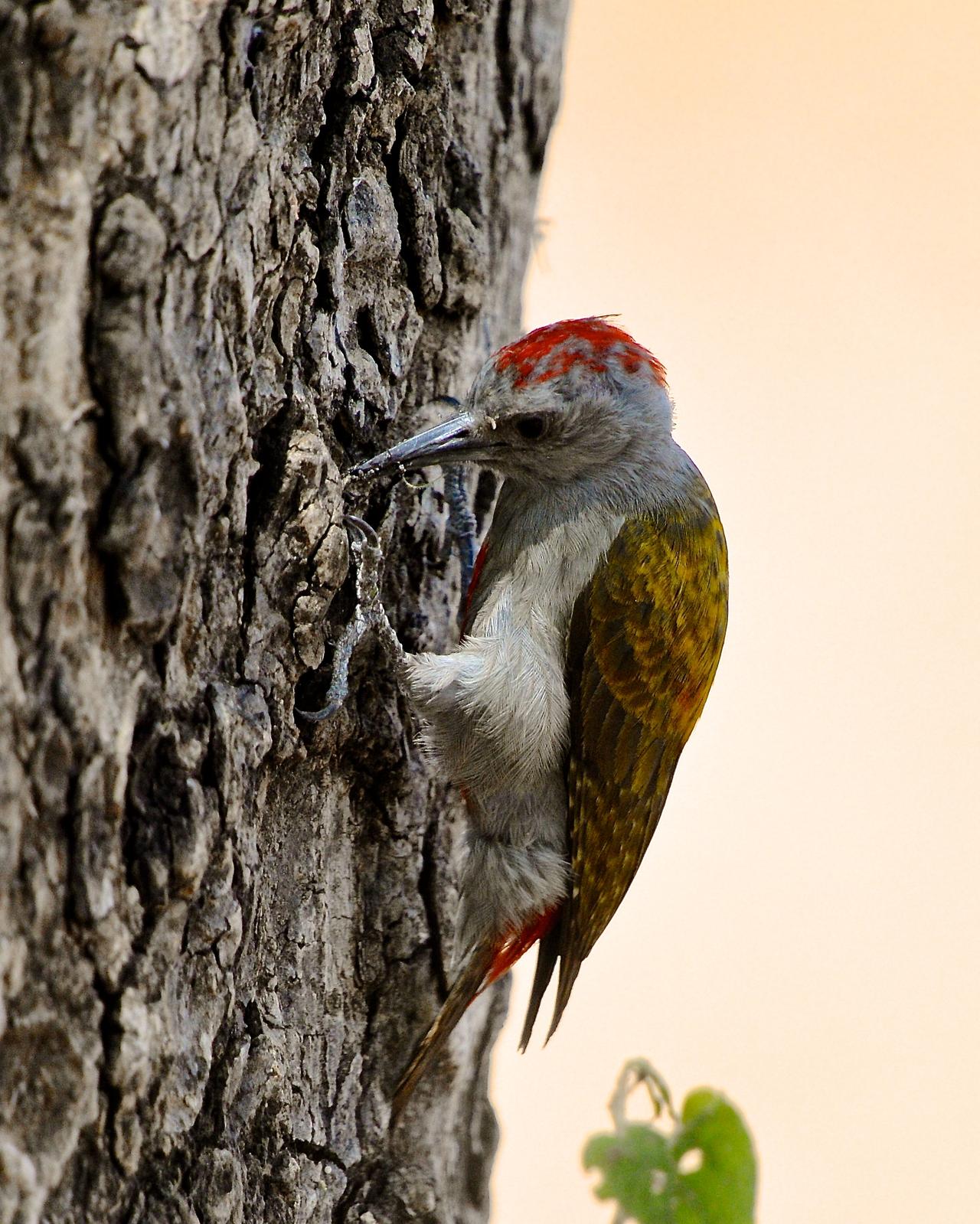 African Gray Woodpecker Photo by Gerald Friesen