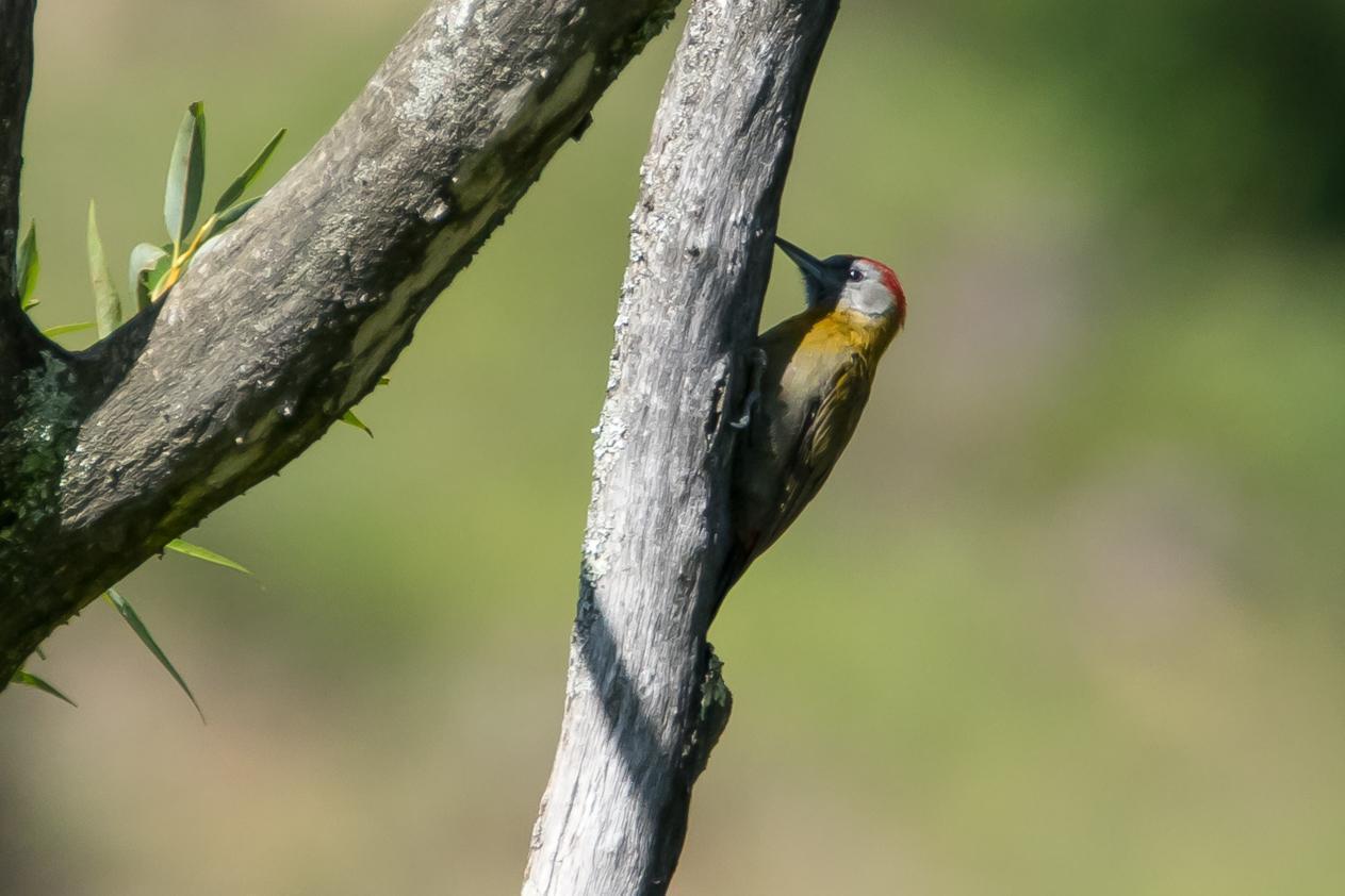 Olive Woodpecker Photo by Gerald Hoekstra