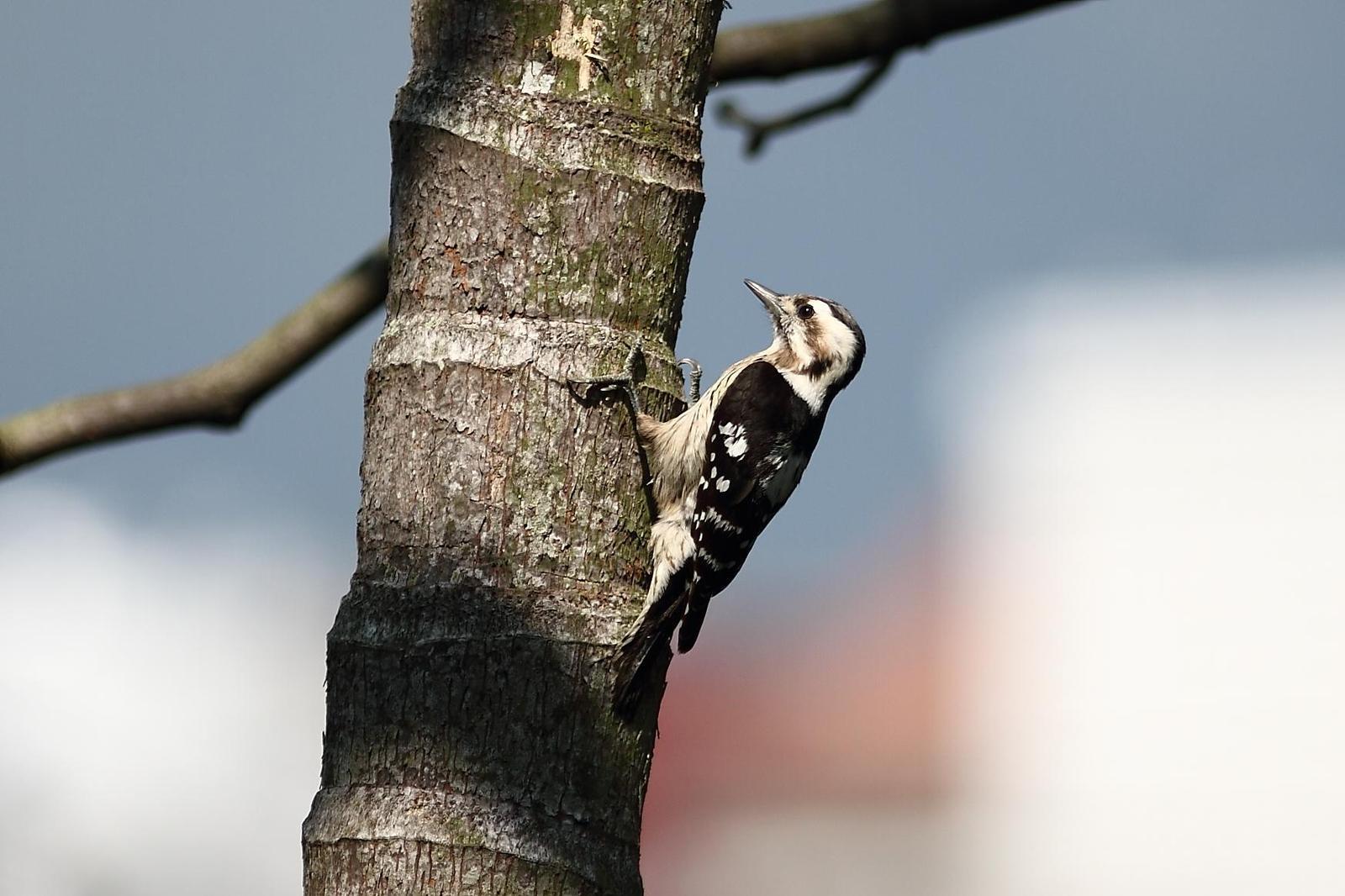 Gray-capped Woodpecker Photo by Mu-Chi Tsai
