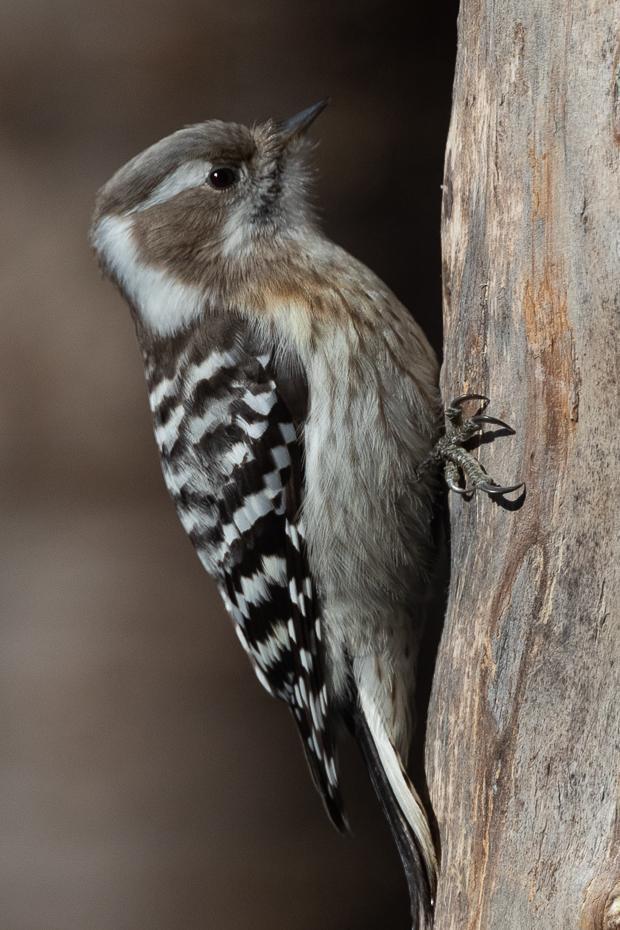 Pygmy Woodpecker Photo by Julie Edgley