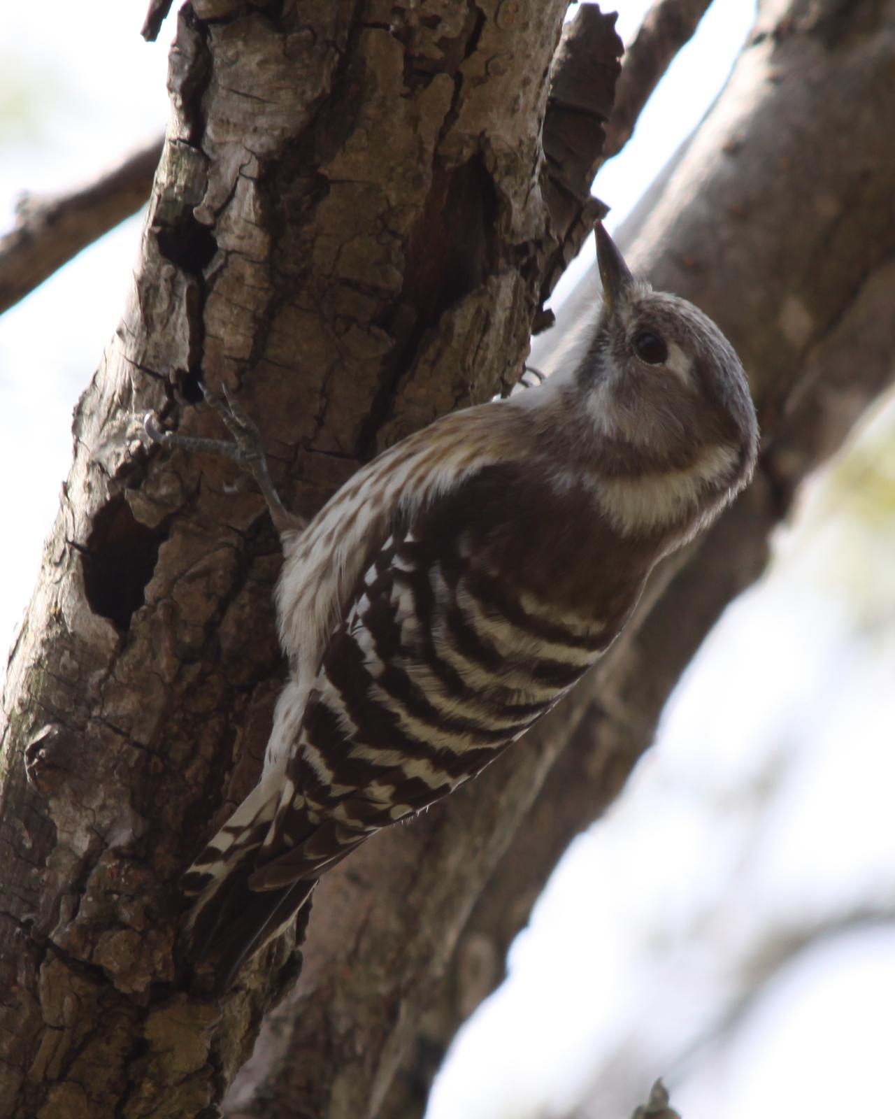 Pygmy Woodpecker Photo by Kasia  Ganderska Someya 