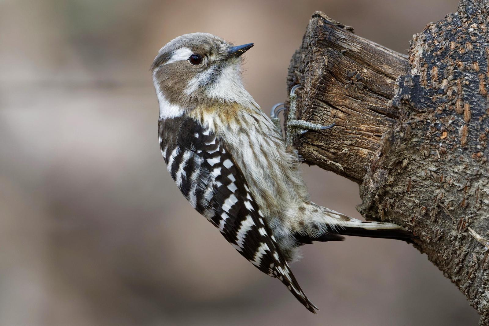 Pygmy Woodpecker Photo by Robert Cousins