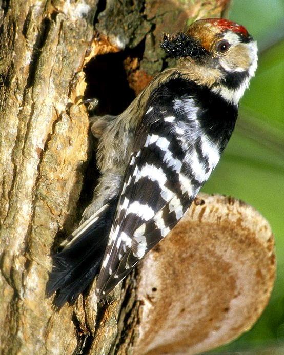 Lesser Spotted Woodpecker Photo by Francesco Veronesi