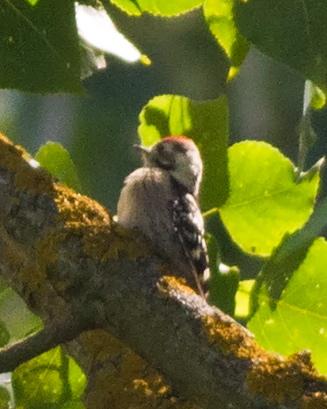 Lesser Spotted Woodpecker Photo by Stephen Daly