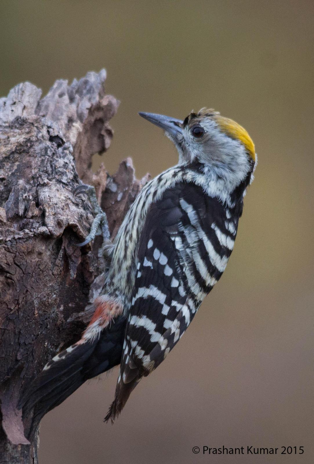 Brown-fronted Woodpecker Photo by Prashant Kumar