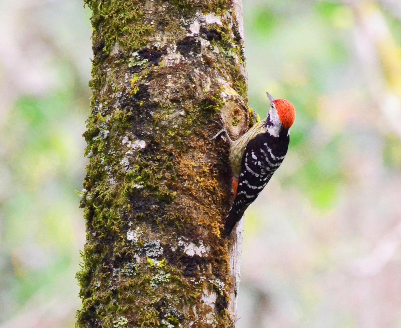 Stripe-breasted Woodpecker Photo by Uthai Cheummarung