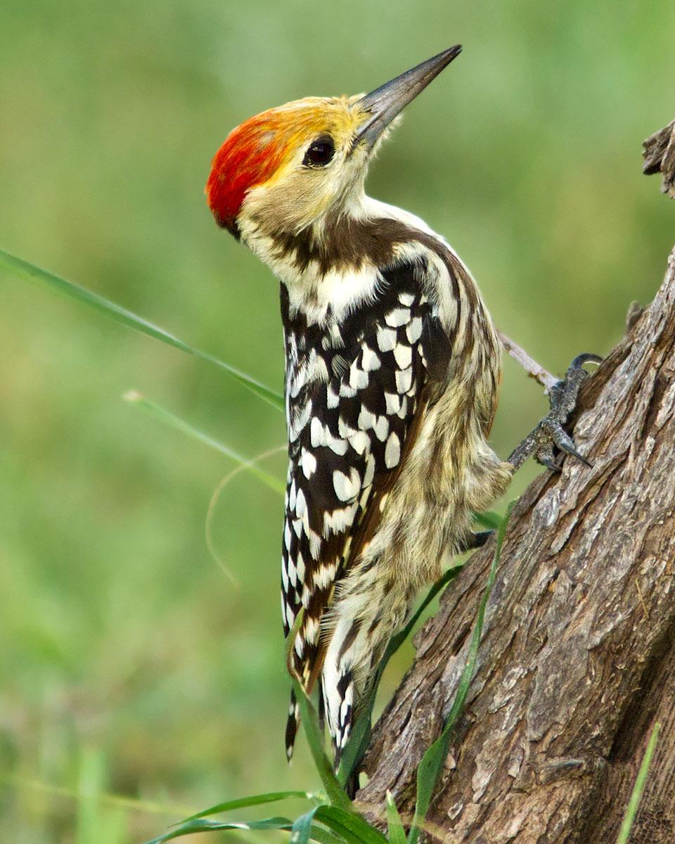 Yellow-crowned Woodpecker Photo by Garima Bhatia